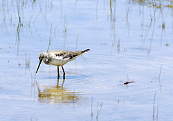 Long-billed Dowitcher